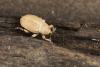 Sibinia sp.